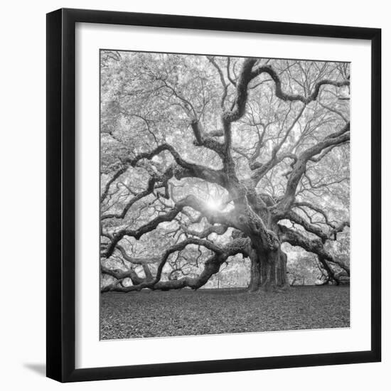 The Tree Square-BW 2-Moises Levy-Framed Premium Photographic Print