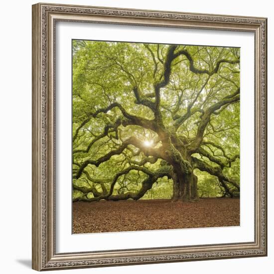 The Tree Square-Edit OL-Moises Levy-Framed Photographic Print