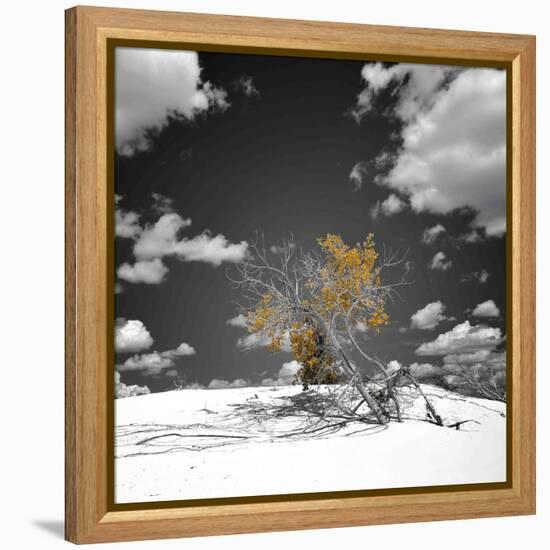 The Tree That Would Not Die-Philippe Sainte-Laudy-Framed Premier Image Canvas