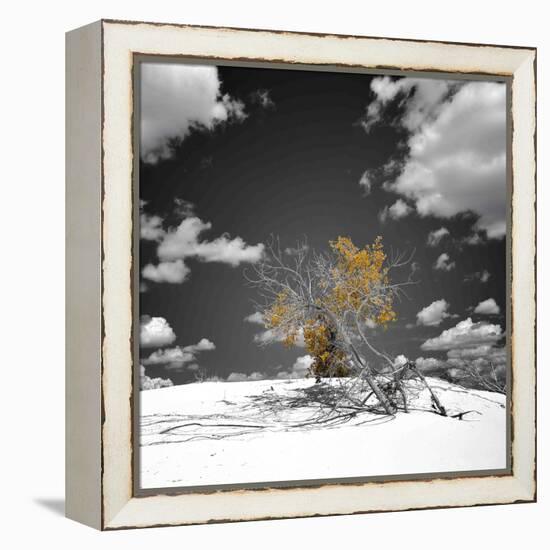 The Tree That Would Not Die-Philippe Sainte-Laudy-Framed Premier Image Canvas