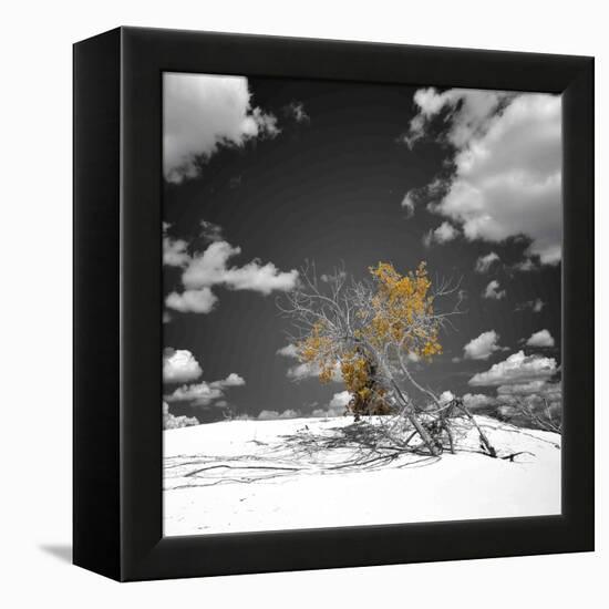 The Tree That Would Not Die-Philippe Sainte-Laudy-Framed Premier Image Canvas