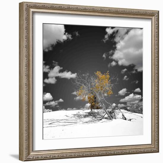 The Tree That Would Not Die-Philippe Sainte-Laudy-Framed Photographic Print