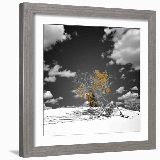 The Tree That Would Not Die-Philippe Sainte-Laudy-Framed Photographic Print