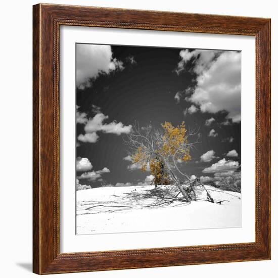 The Tree That Would Not Die-Philippe Sainte-Laudy-Framed Photographic Print