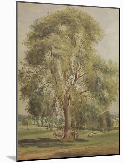 The Tree (W/C)-John Constable-Mounted Giclee Print