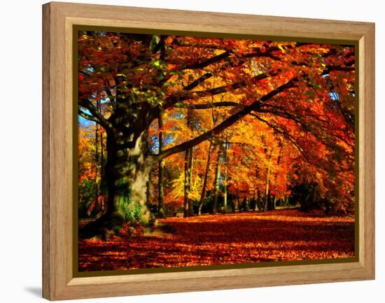 The Tree-Philippe Sainte-Laudy-Framed Premier Image Canvas