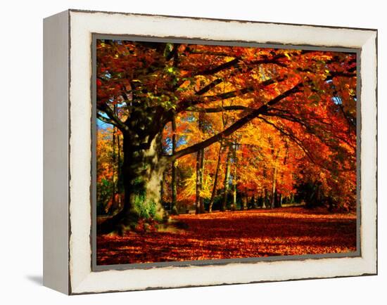 The Tree-Philippe Sainte-Laudy-Framed Premier Image Canvas