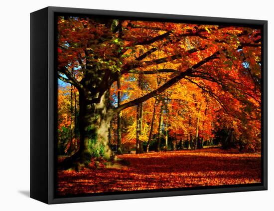 The Tree-Philippe Sainte-Laudy-Framed Premier Image Canvas