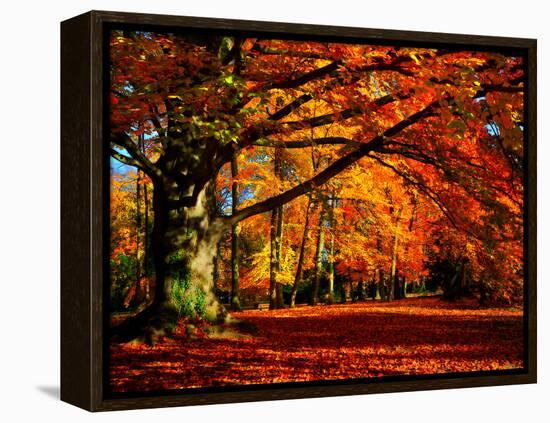 The Tree-Philippe Sainte-Laudy-Framed Premier Image Canvas