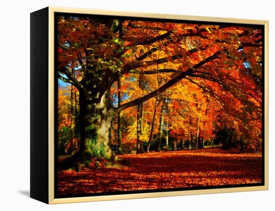 The Tree-Philippe Sainte-Laudy-Framed Premier Image Canvas