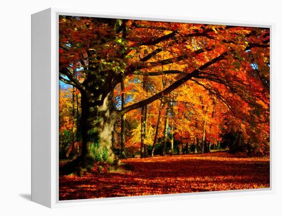 The Tree-Philippe Sainte-Laudy-Framed Premier Image Canvas