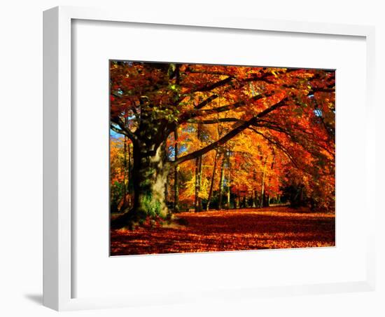 The Tree-Philippe Sainte-Laudy-Framed Premium Photographic Print