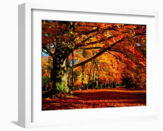 The Tree-Philippe Sainte-Laudy-Framed Premium Photographic Print