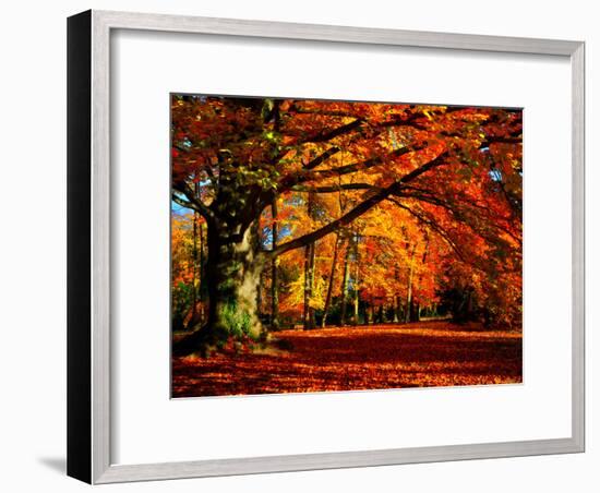 The Tree-Philippe Sainte-Laudy-Framed Premium Photographic Print