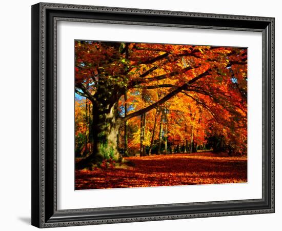 The Tree-Philippe Sainte-Laudy-Framed Premium Photographic Print