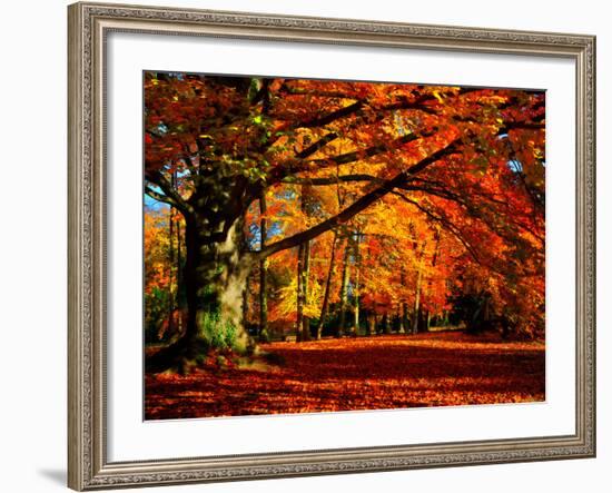 The Tree-Philippe Sainte-Laudy-Framed Premium Photographic Print