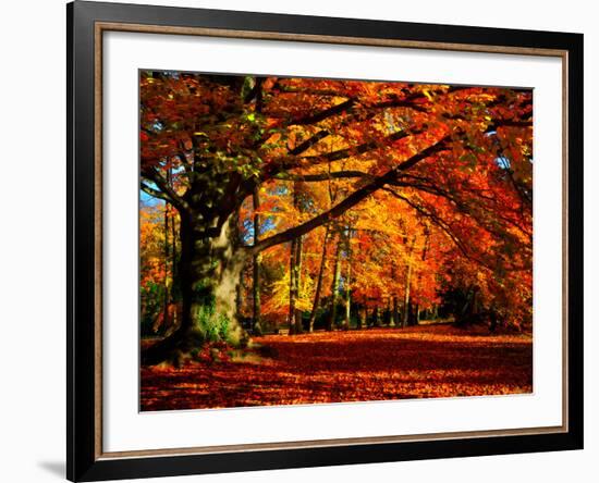 The Tree-Philippe Sainte-Laudy-Framed Premium Photographic Print