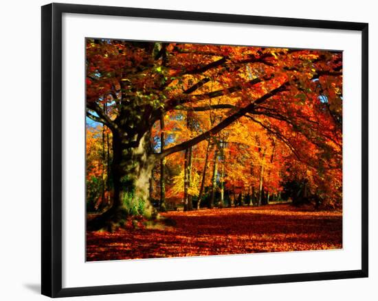 The Tree-Philippe Sainte-Laudy-Framed Premium Photographic Print