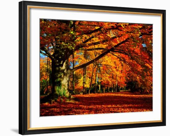 The Tree-Philippe Sainte-Laudy-Framed Premium Photographic Print