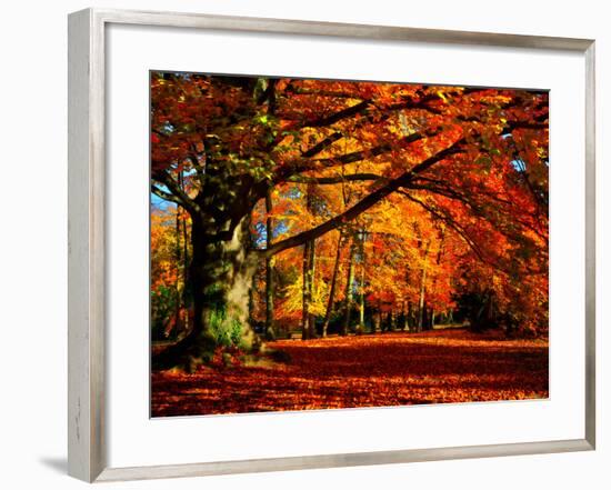 The Tree-Philippe Sainte-Laudy-Framed Premium Photographic Print