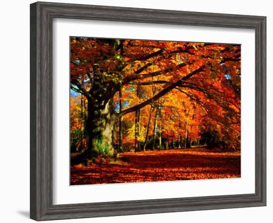 The Tree-Philippe Sainte-Laudy-Framed Photographic Print