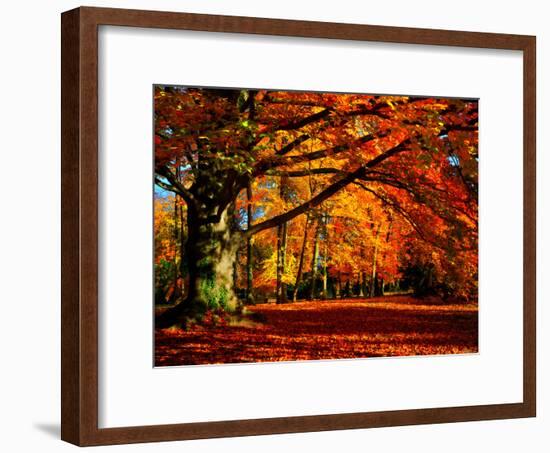 The Tree-Philippe Sainte-Laudy-Framed Photographic Print