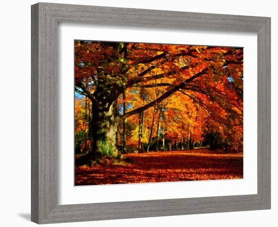 The Tree-Philippe Sainte-Laudy-Framed Photographic Print