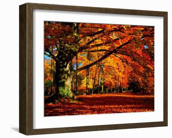 The Tree-Philippe Sainte-Laudy-Framed Photographic Print