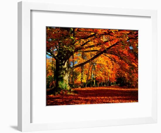 The Tree-Philippe Sainte-Laudy-Framed Photographic Print