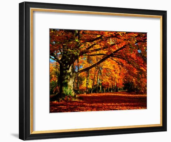 The Tree-Philippe Sainte-Laudy-Framed Photographic Print