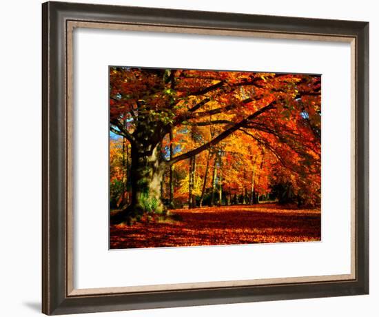 The Tree-Philippe Sainte-Laudy-Framed Photographic Print