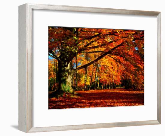 The Tree-Philippe Sainte-Laudy-Framed Photographic Print