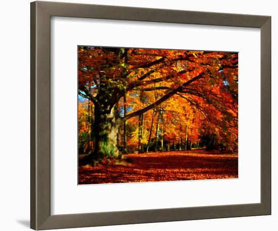 The Tree-Philippe Sainte-Laudy-Framed Photographic Print