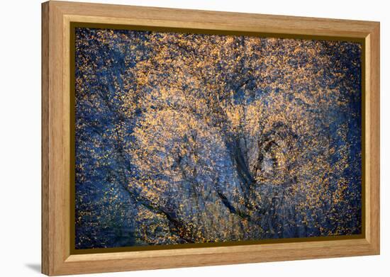 The Trees Have Eyes-Ursula Abresch-Framed Premier Image Canvas