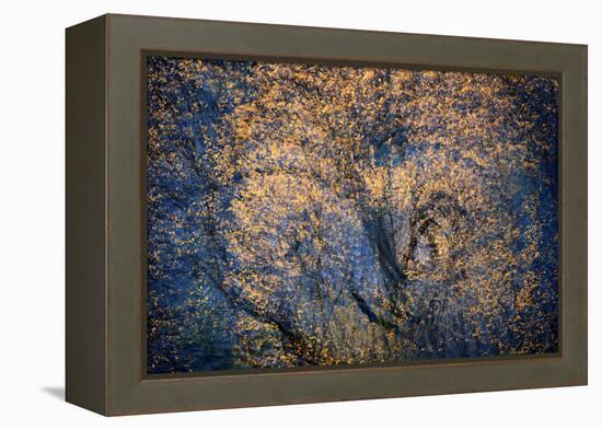 The Trees Have Eyes-Ursula Abresch-Framed Premier Image Canvas