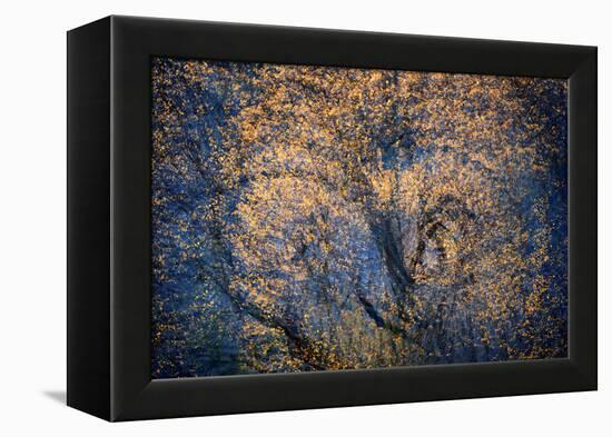 The Trees Have Eyes-Ursula Abresch-Framed Premier Image Canvas