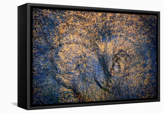 The Trees Have Eyes-Ursula Abresch-Framed Premier Image Canvas