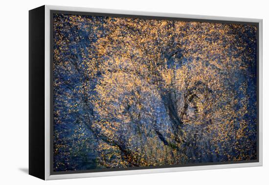 The Trees Have Eyes-Ursula Abresch-Framed Premier Image Canvas