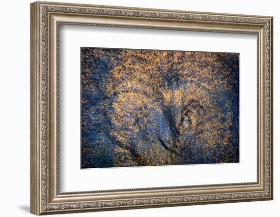 The Trees Have Eyes-Ursula Abresch-Framed Photographic Print