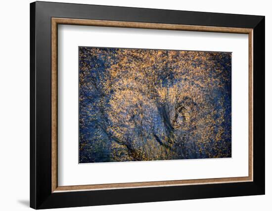 The Trees Have Eyes-Ursula Abresch-Framed Photographic Print