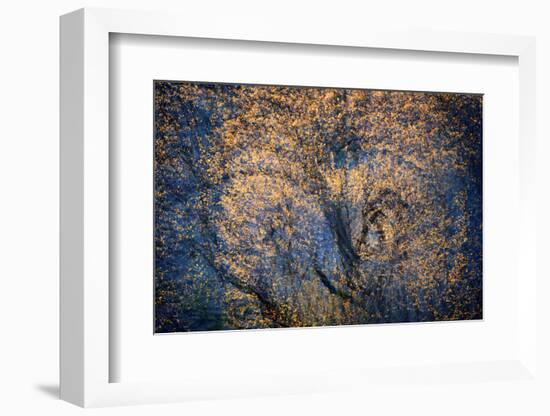 The Trees Have Eyes-Ursula Abresch-Framed Photographic Print