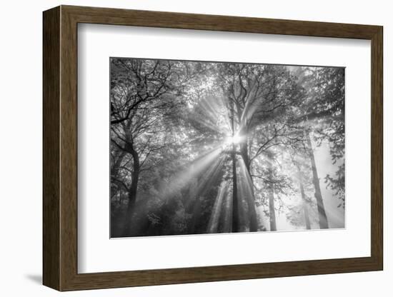 The Trees Have Eyes-Tim Oldford-Framed Photographic Print