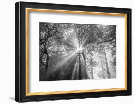 The Trees Have Eyes-Tim Oldford-Framed Photographic Print