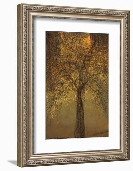 The Trees of Life VI-Doug Chinnery-Framed Photographic Print