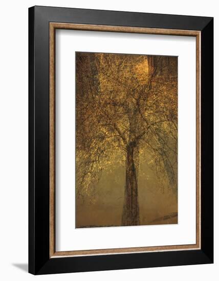 The Trees of Life VI-Doug Chinnery-Framed Photographic Print