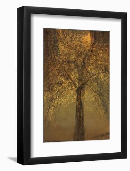 The Trees of Life VI-Doug Chinnery-Framed Photographic Print