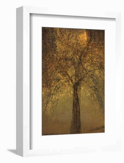 The Trees of Life VI-Doug Chinnery-Framed Photographic Print