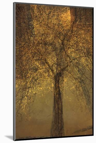 The Trees of Life VI-Doug Chinnery-Mounted Photographic Print