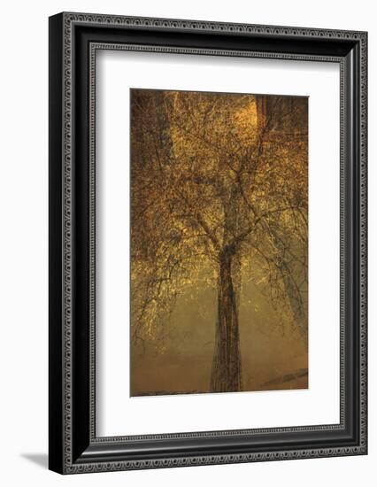 The Trees of Life VI-Doug Chinnery-Framed Photographic Print