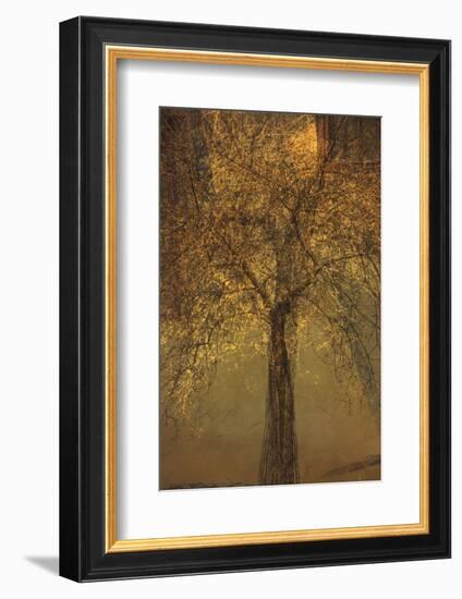 The Trees of Life VI-Doug Chinnery-Framed Photographic Print